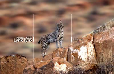 Pardus 2007.3 Lynx lynx yayınlandı
