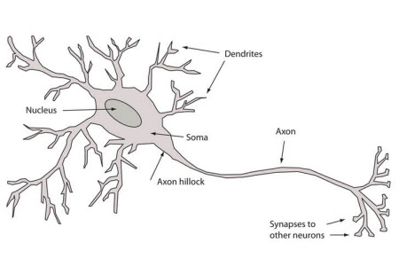 Bir sinir hücresinin yapısı