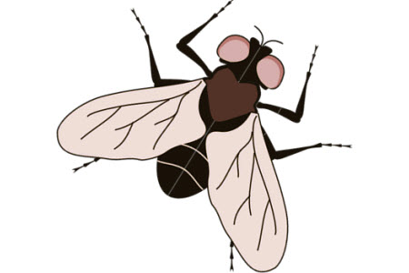Dokunmatik ekrana sinek konarsa ne olur?