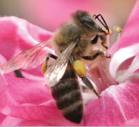 Diyafram açıklığı ve görüntü kalitesi