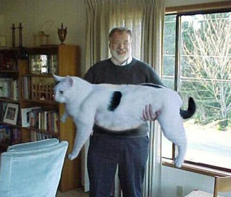 4. Bu kadar büyük bir kedi gördünüz mü?
