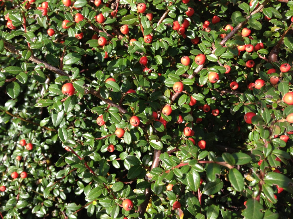 Kamera, görsel stabilizasyon işlevi