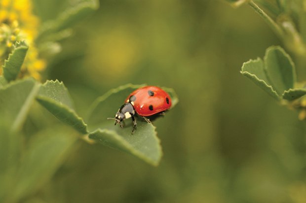 Ne tür çekim yapacaksınız?