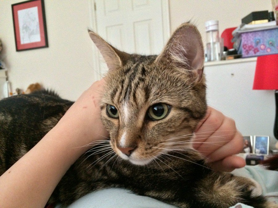 Kamera, ağır çekim, galeri ve AirDrop