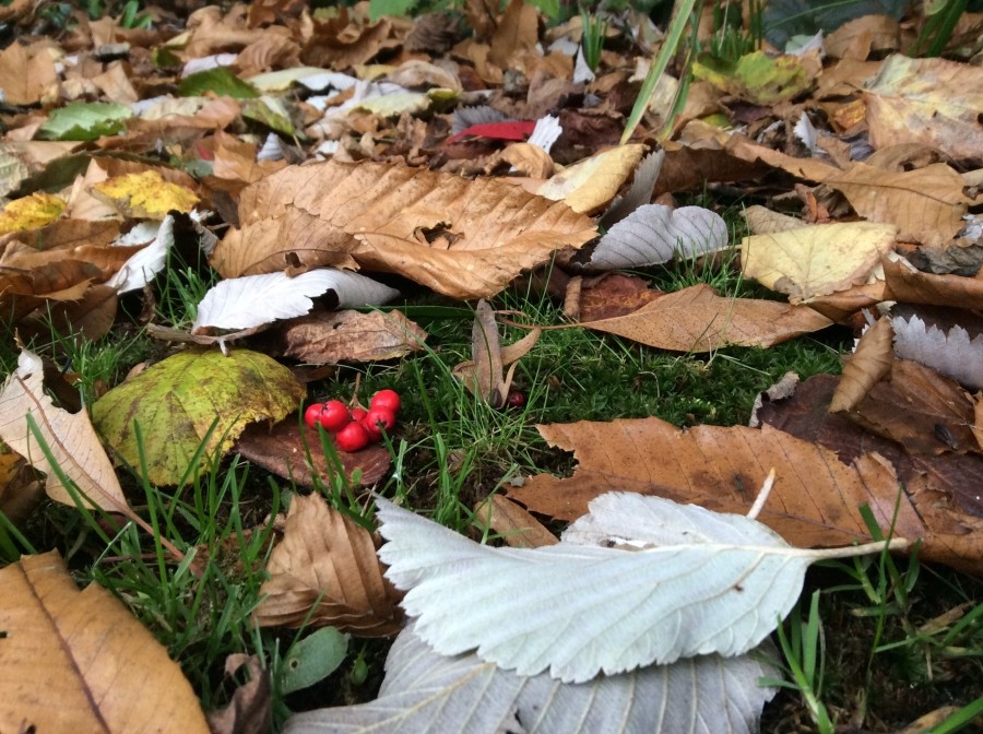 iPad mini 2'nin kamerası