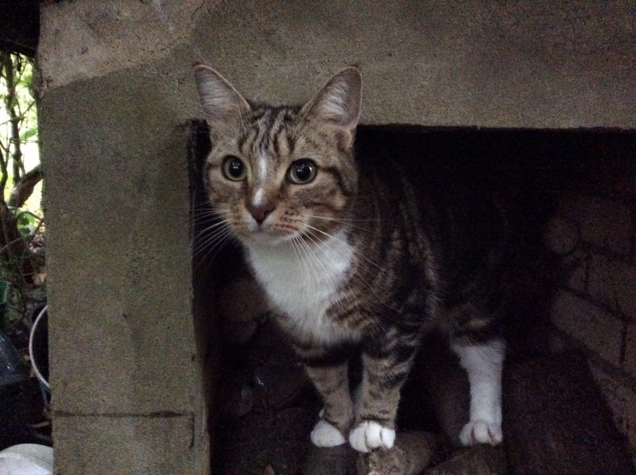 iPad mini 2 detaylı testte!