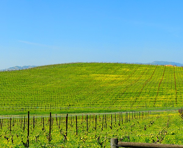 İşte Windows XP'nin arka planının orijinali!