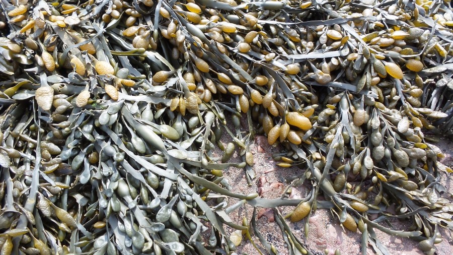 Samsung Galaxy Camera 2 incelemede!