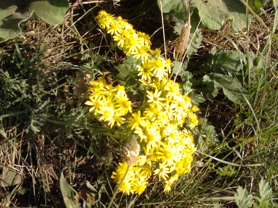 Uygun fiyatlı Sony Xperia E1'i test ettik!