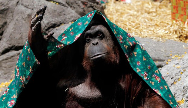Bir orangutan resmi bir şekilde kişi kabul edildi