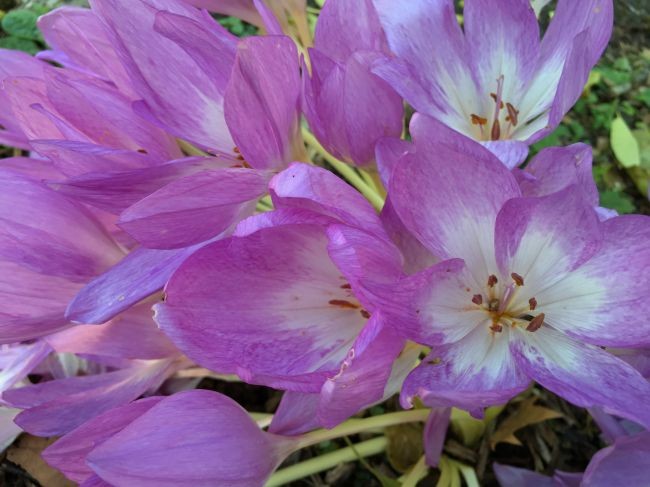 iPhone 6S Plus'ın kamerası detaylı testte!