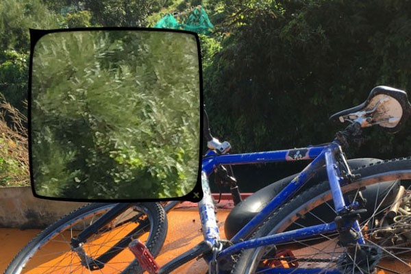 iPhone 6S Plus'ın kamerası detaylı testte!