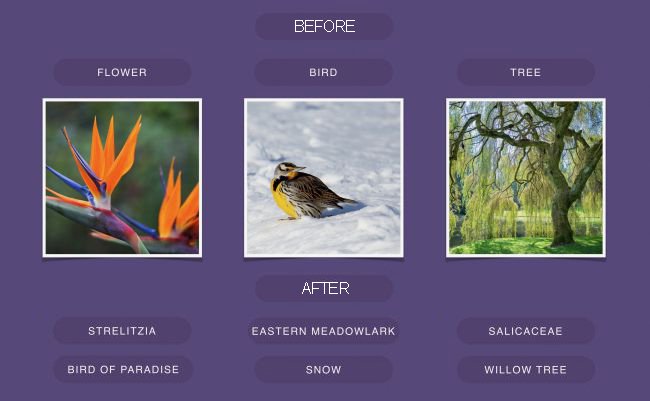 Facebook Görsel Tanıma için Yapay Zeka Eğitiyor
