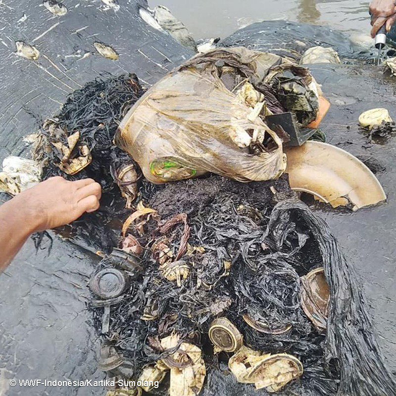 Plastik Kirliliği Ölen Balinayla Tekrar Hatırlandı