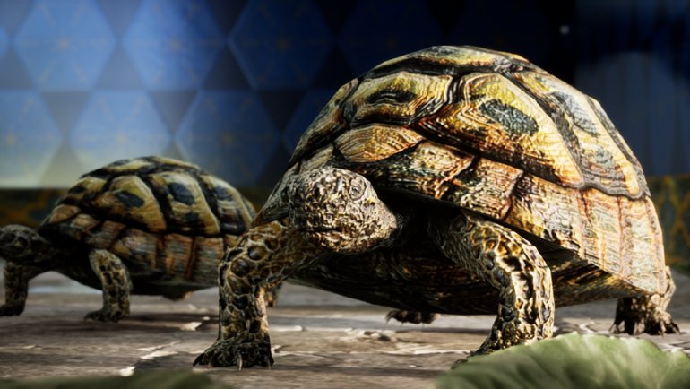 Kaplumbağa Terbiyecisi Artık Sanal Gerçeklikte!