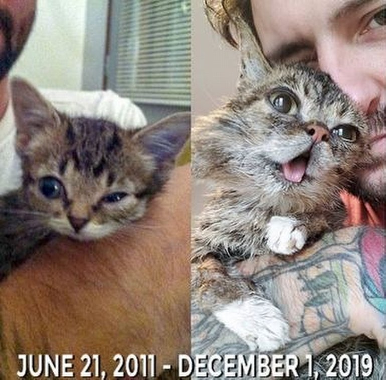 İnternet Efsanelerinden Kedi Lil Bub, Hayatını Kaybetti!