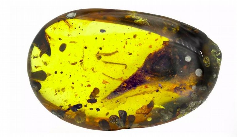 100 Milyon Yıllık, Kuş Boyutunda Bir Dinozor Fosili Görenleri Şaşırtıyor