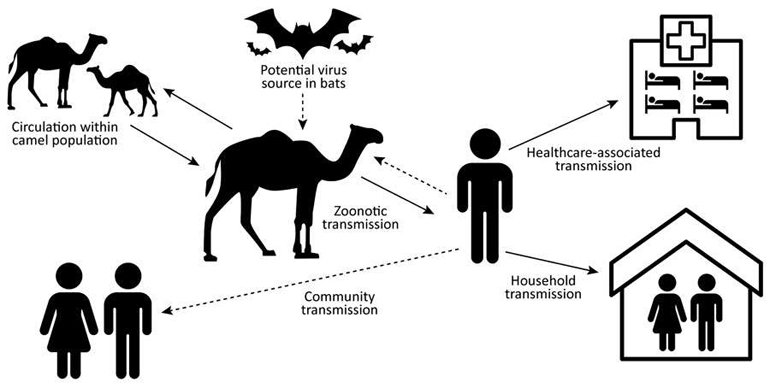 Hayvanlarda Corona Olur mu? Sahibinden Coronavirüs Kapan Kedi Onaylandı