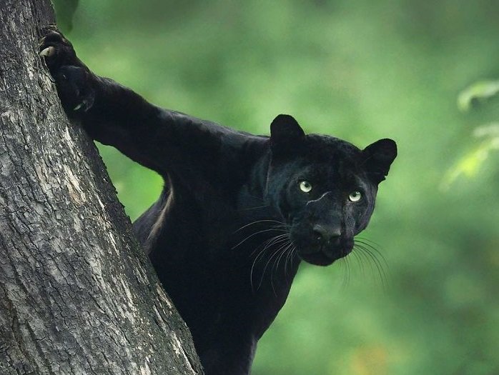 En görkemli canlılardan kara panter, Hindistan