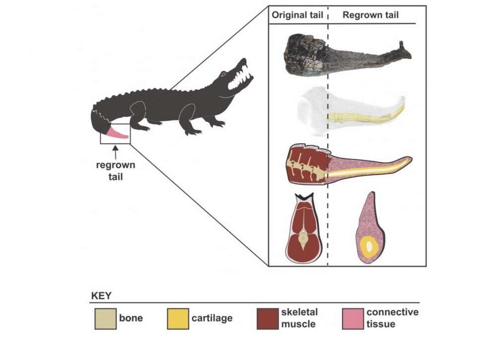 Timsahlar Hakkında Şaşırtıcı Keşif: Onlar da, Kertenkeleler Gibi...