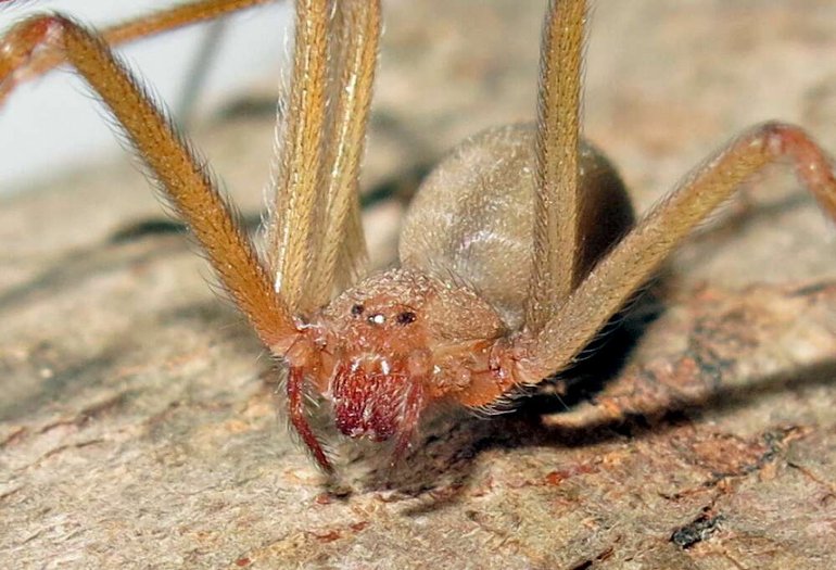 Ünlü Şarkıcı Leonard Cohen'in Adı, Artık Bu Örümcekte Yaşayacak