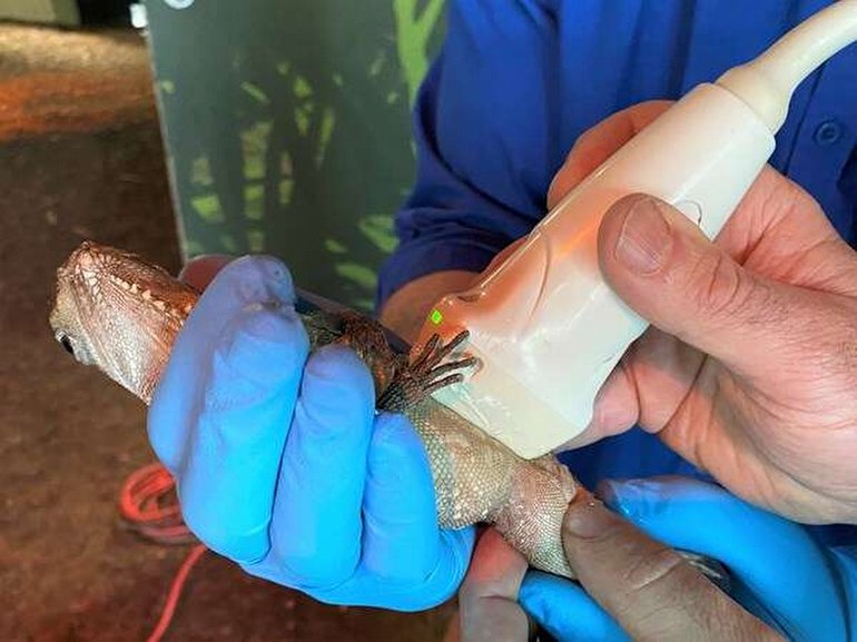 Herkesi Şaşırtan Cinsiyet Değişikliği: Dişiydi; Erkeğe Dönüştü!