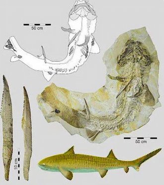 Tarihte Bir İlk: Tarih Öncesine Ait Dev Köpek Balığı Fosili Şaşırttı