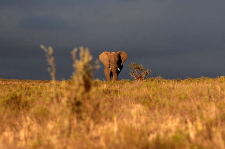 Vahşi Filler Nedeniyle Başlayan Kavga, Koca Bir Ülkeyi Karıştırdı