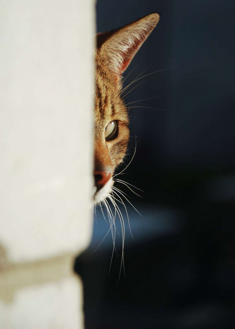 Kediler Sizi Görmeseler Bile, Nerede Olduğunuzu Nasıl Bilebiliyor?